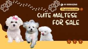 Maltese Puppies: A Bundle of Joy and Charm